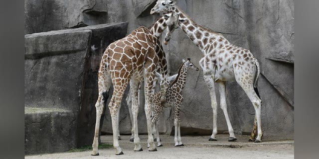 Giraffes at the Milwaukee County Zoo