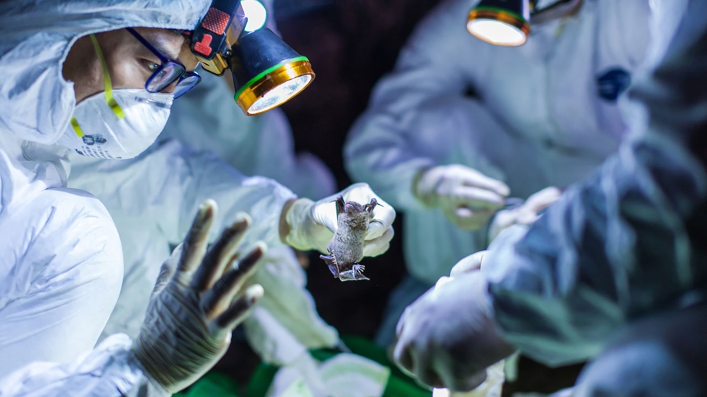 Scientists examine a bat. 