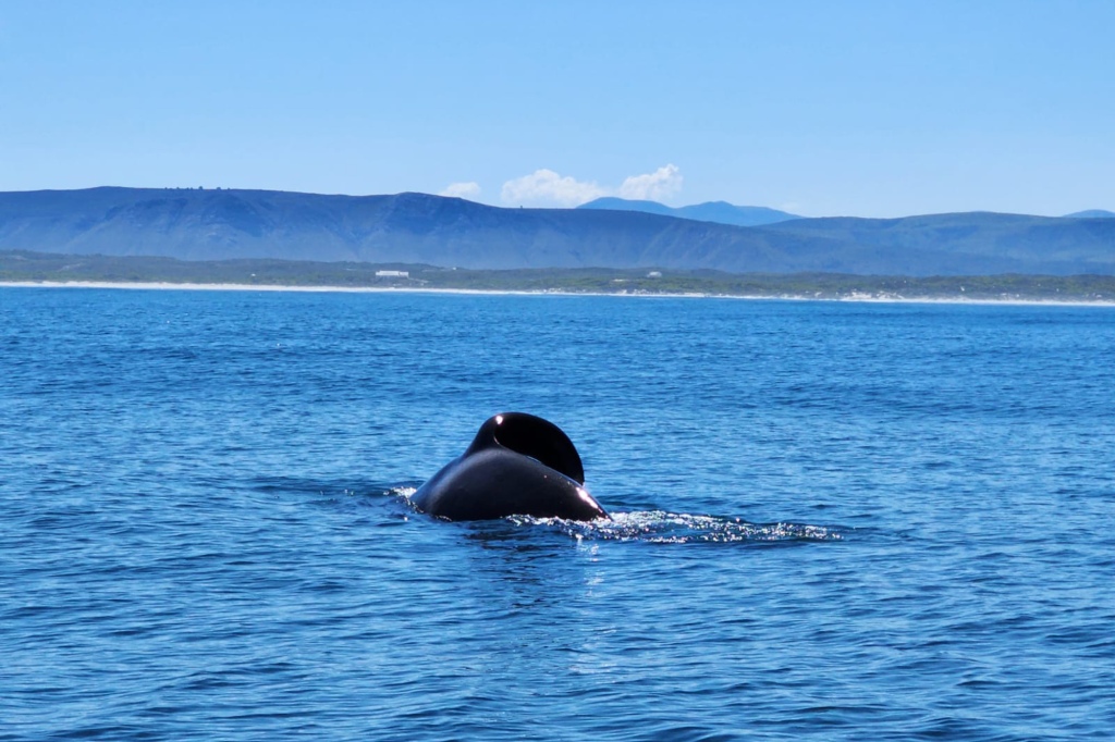 One of the killer whales is pictured with its twisted dorsal fin visible. 