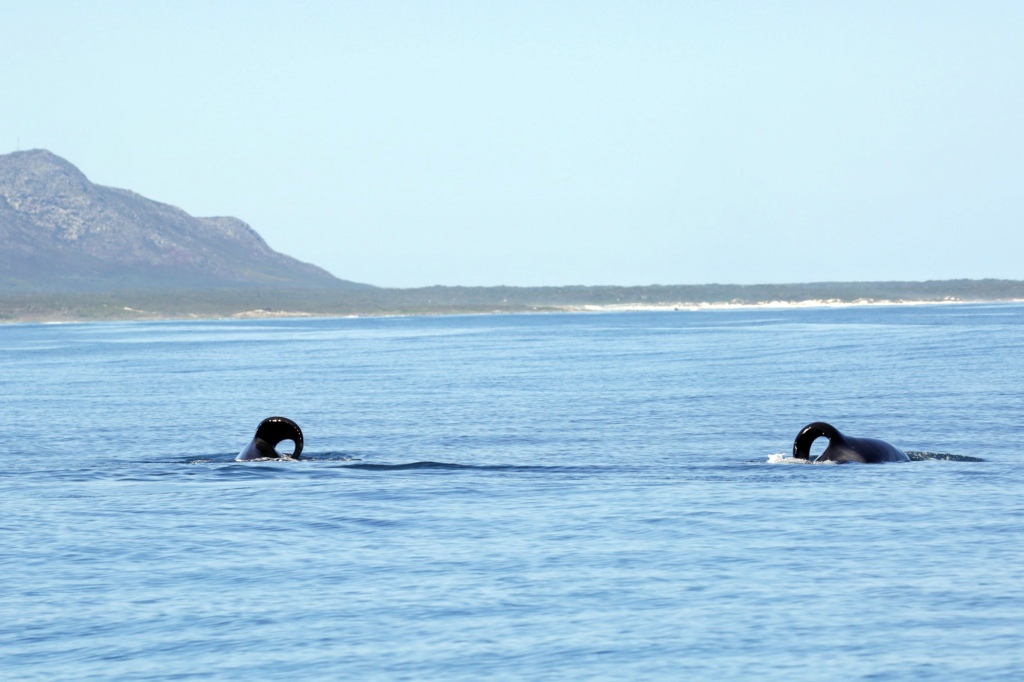 Killer whales "Port" and "Starboard" 