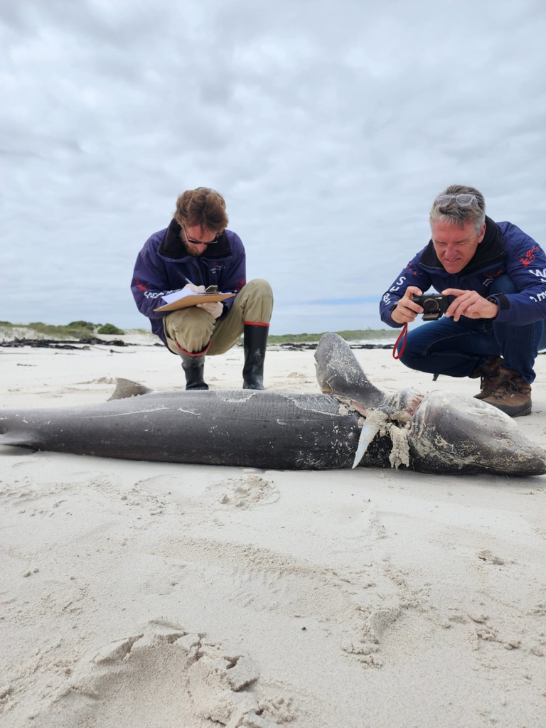 Researchers photograph a dead shark in South Africa.