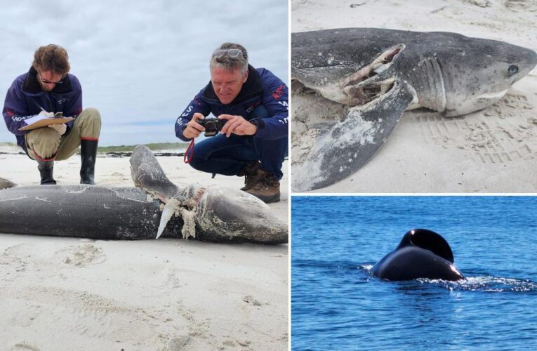 20 sharks found dead after killer whales’ feeding frenzy