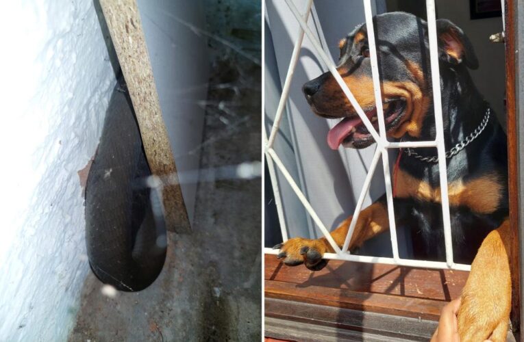 Dog’s warning saves owner from deadly black mamba