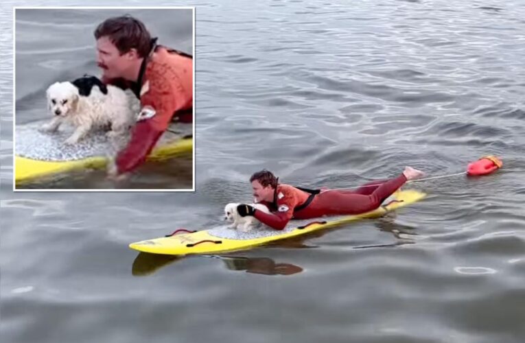 California lifeguard rescues tiny dog swimming out to sea: video