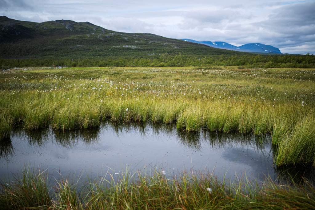 A photo taken on August 24, 2021 shows a pond at the Stordalen mire, an area where permafrost is studied by researchers looking into the impact of climate change, near the village of Abisko, in Norrbotten County, Sweden.