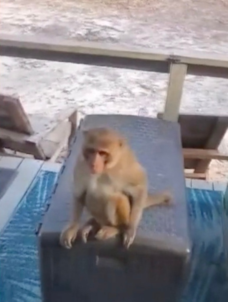 The monkey sitting on a bench on Parker's porch.