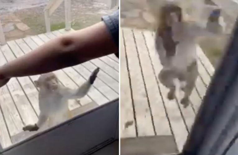 Monkey that attacked Oklahoma woman seen charging at different homeowner
