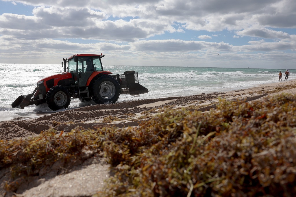 A tractor plows seaweed.