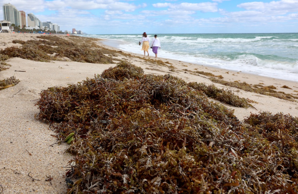 Pile of seaweed.