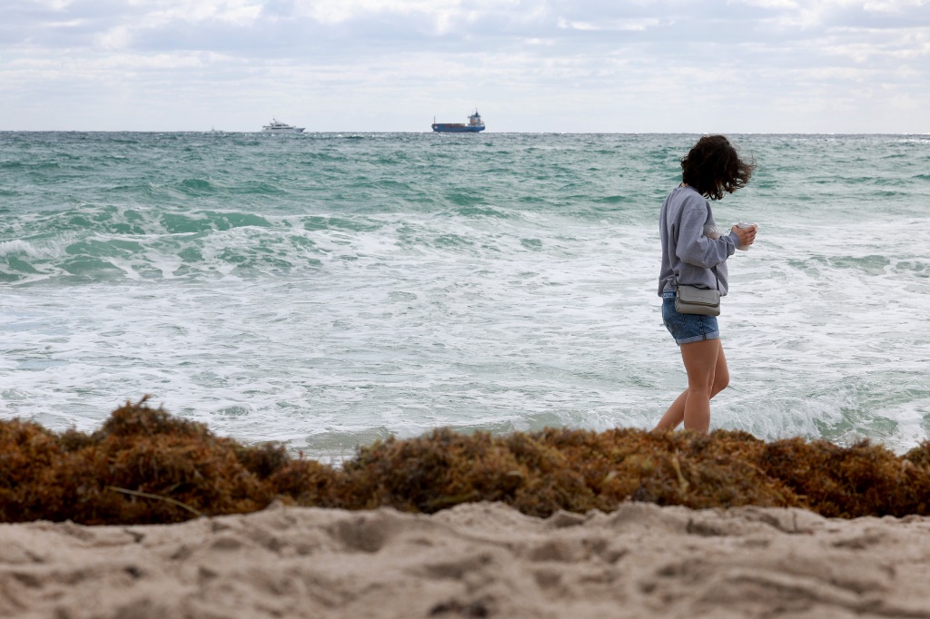 A beachgoer walks past seaweed.