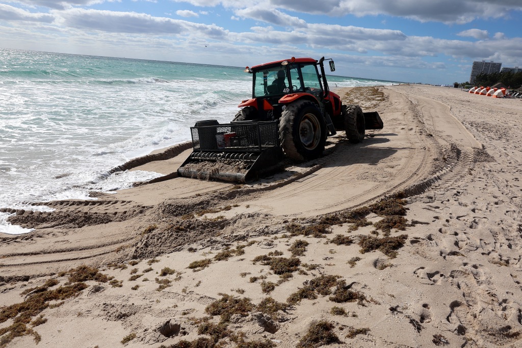 A tractor plows seaweed that washed ashore.