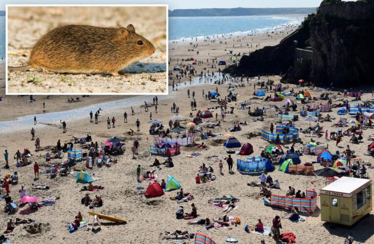‘Super rats’ as big as cats invading seaside town in Wales