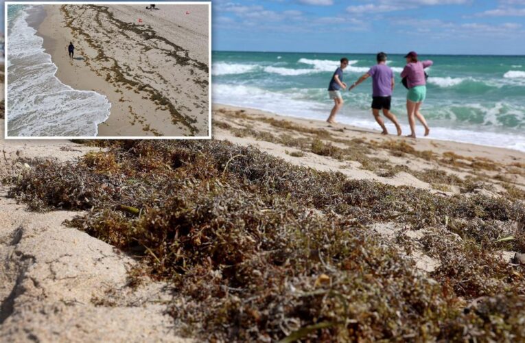 Massive seaweed bloom starts washing ashore Florida beaches