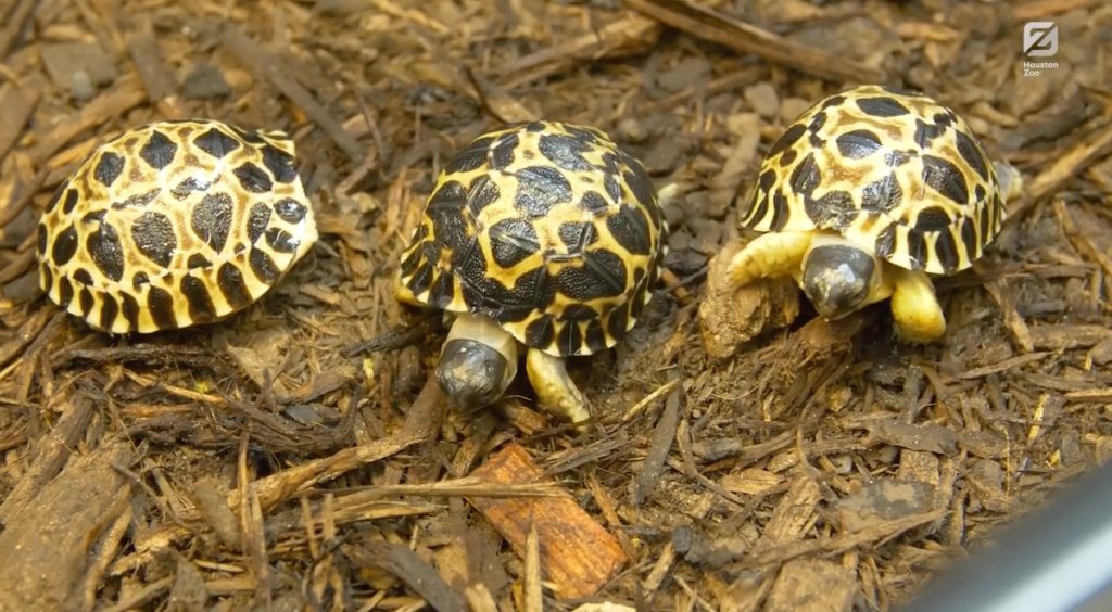 tortoises