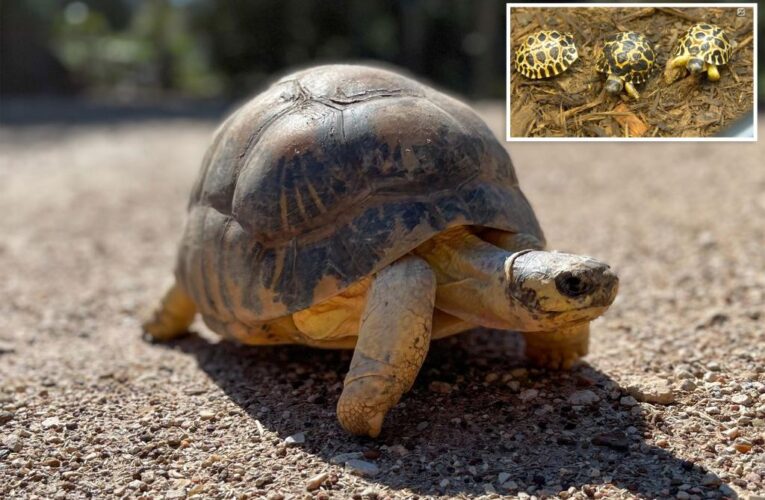 90-year-old tortoise Mr. Pickles welcomes three newborns at Houston Zoo