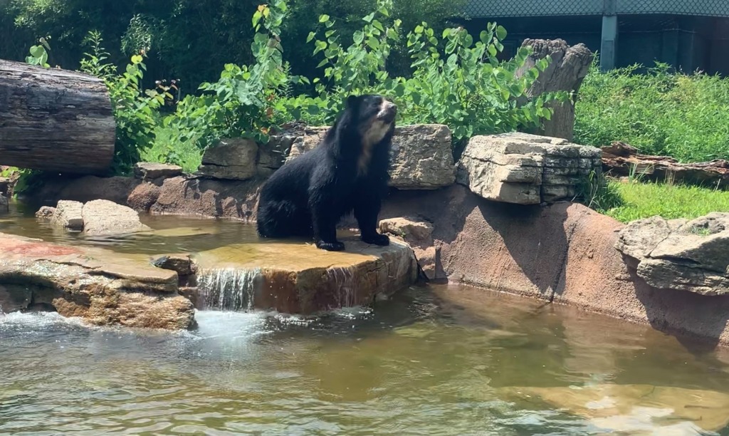 Ben the Andean Bear