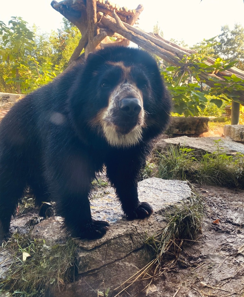 Ben the Andean Bear