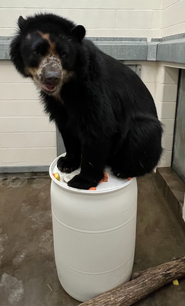 Ben the Andean Bear