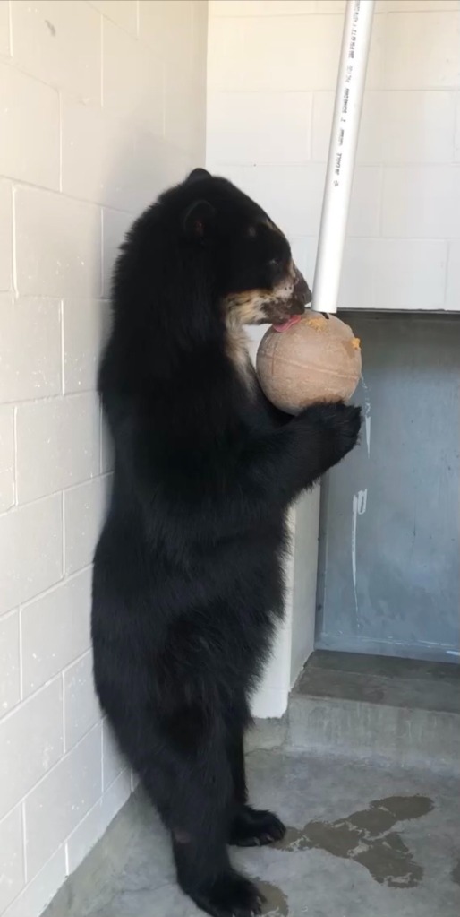 Ben the Andean Bear