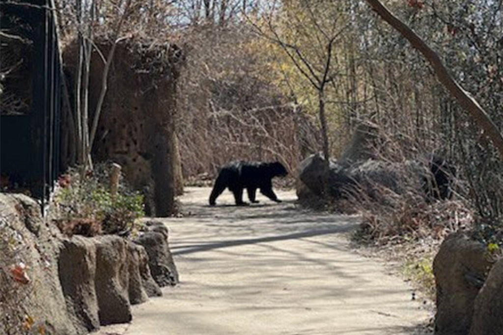 Ben the Andean Bear