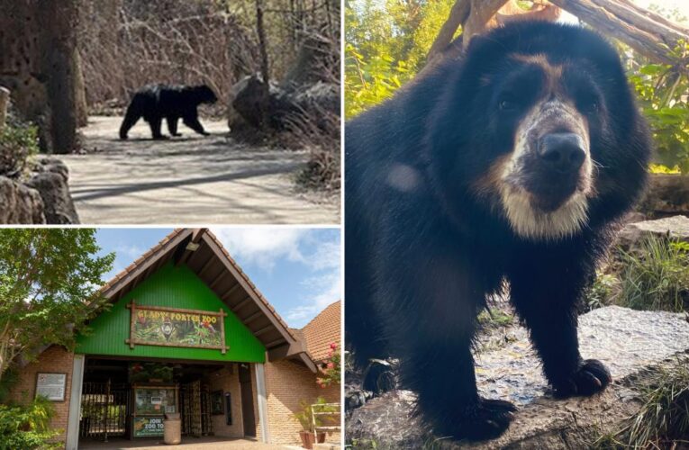 Bear who escaped St. Louis Zoo enclosure twice moving to new park with moat