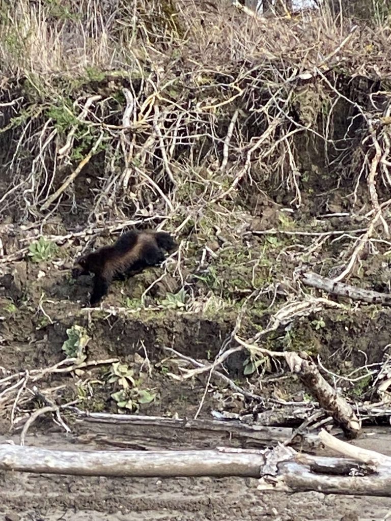 Wolverine spotted outside Portland.