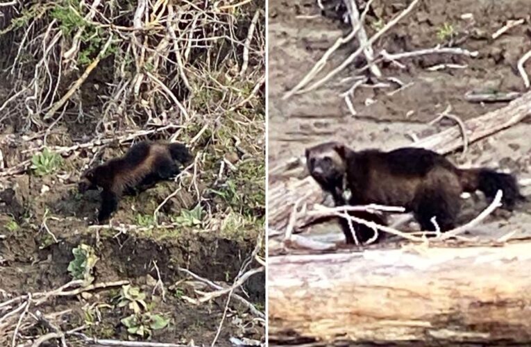 Wolverine spotted in rare sightings near Portland, Oregon