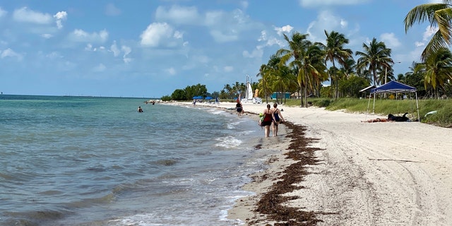 Sargassum, a seaweed-like algae, collects on a beach in Key West Beach, Florida, on September 18, 2020.