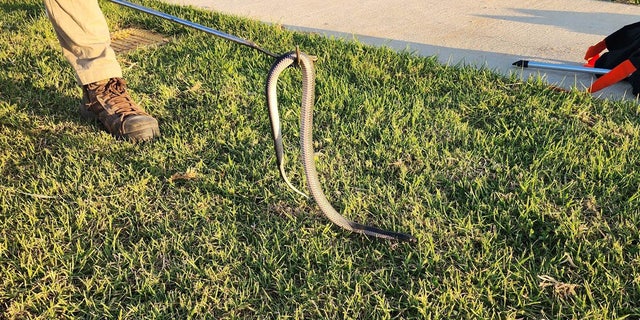 Wild Conservation also found a 3ft Red Bellied Black snake with a white underside.