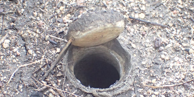 While the Queensland Museum did not share how big their find is, trapdoor spiders are typically up to 1.5 inches long and nest underground.