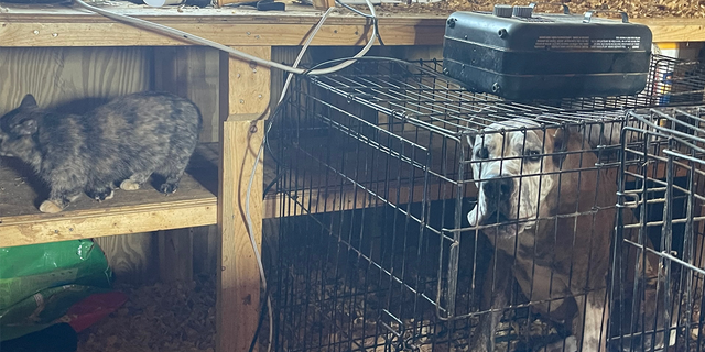 Many of the large dogs were living in small cages where they were unable to stand or turn around.