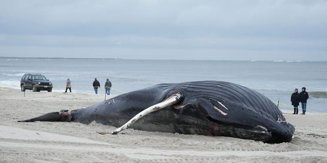 A beached humpback whale in Long Island, N.Y., where it was discovered dead last month.