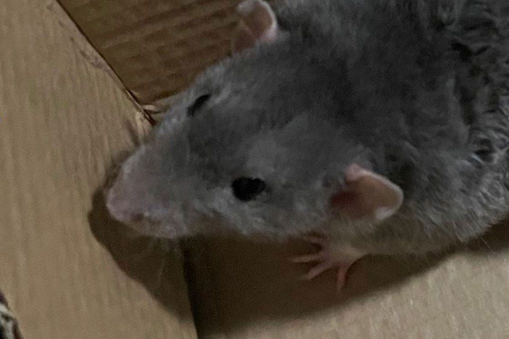 Jerry the rat was sent to Animal Control following his owners arrest. 