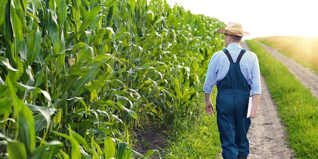 A farmer inspects corn in an Iowa field.