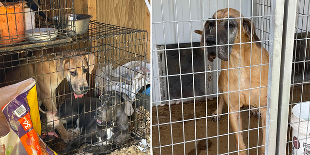 Animal Rescue Corps said it assisted law enforcement in rescuing around 25 dogs, seven cats and two chinchillas from the backyard breeding operation.