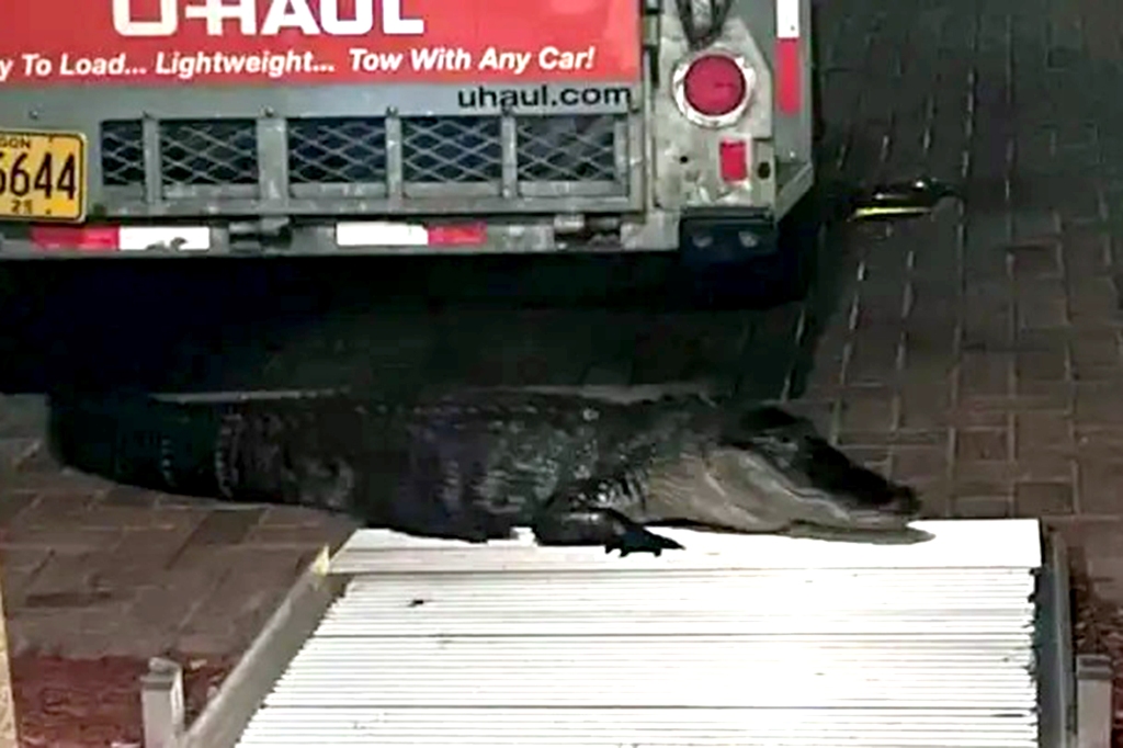 Th Florida Fish and Wildlife Conservation Commission located the 9-foot alligator and euthanized it.