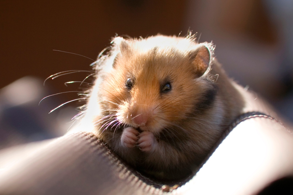 Parker claimed Mr Nibbles was injured after being bitten by her dog earlier in the day. 