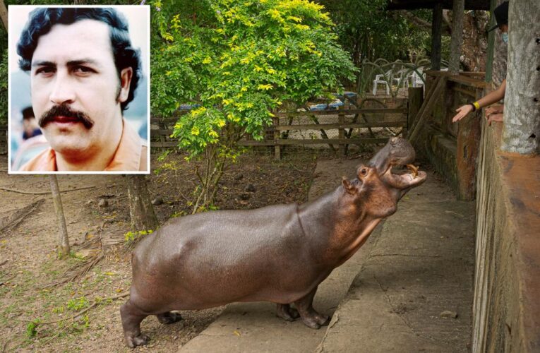 Colombia spending $3.5M to transfer Pablo Escobar’s ‘cocaine hippos’