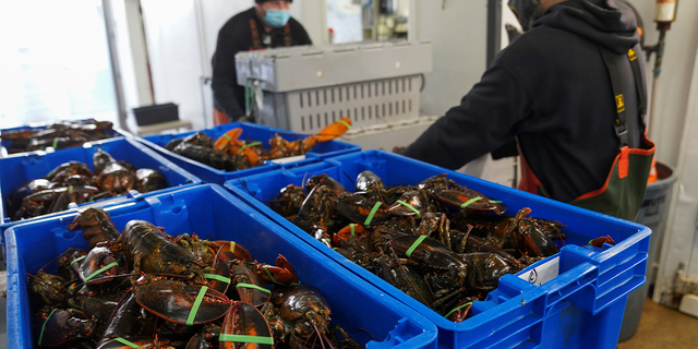 Workers carry containers with lobsters at The Lobster Co. in Arundel, Maine, in January 2022.