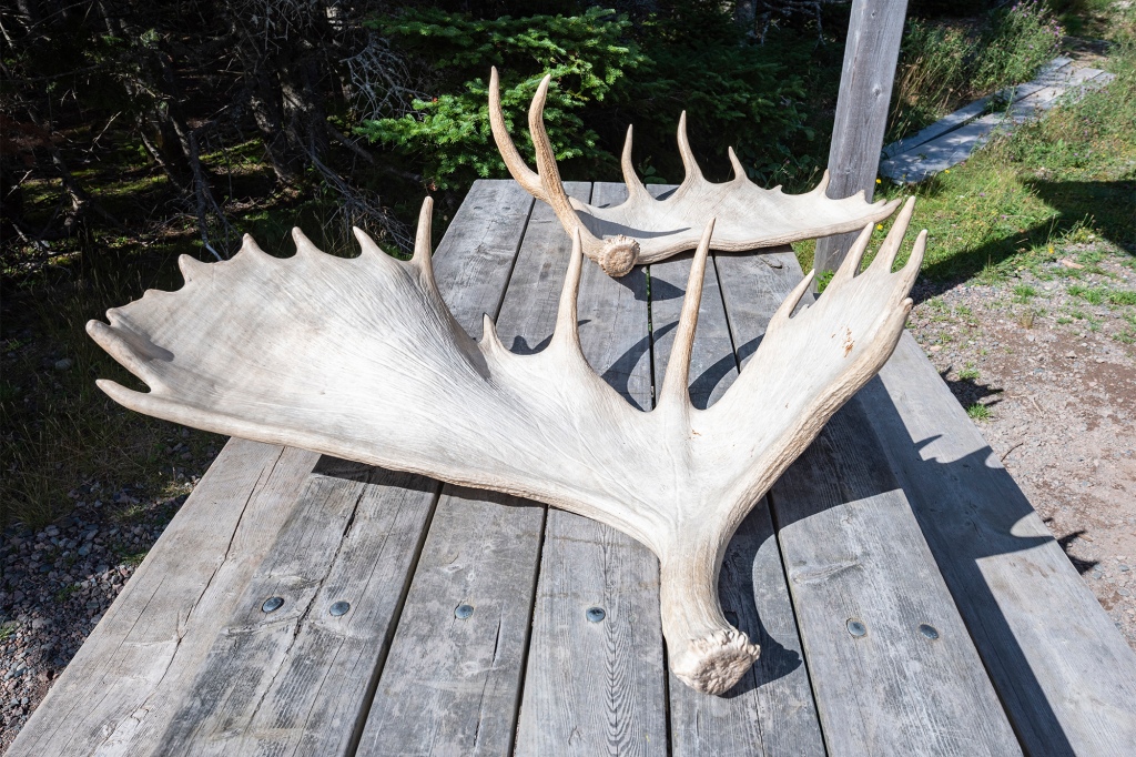 Set of moose antlers on a wooden table. 