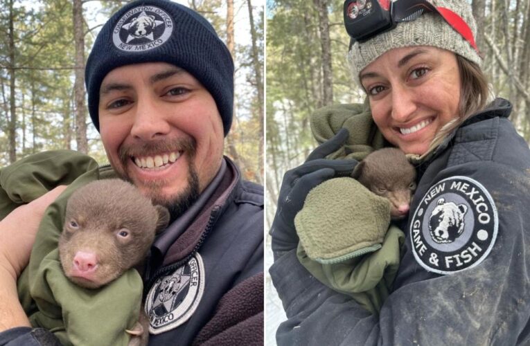 New Mexico seeking ‘professional bear huggers’ for new job opening