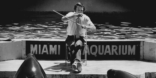 Jim Turner serenades the killer whales, Hugo, left, and Lolita, at the Seaquarium on March 26, 1979 with Bach sonatas on his musical saw. Turner played for 20 minutes to the attentive pair, and tagged them, "a great audience." 