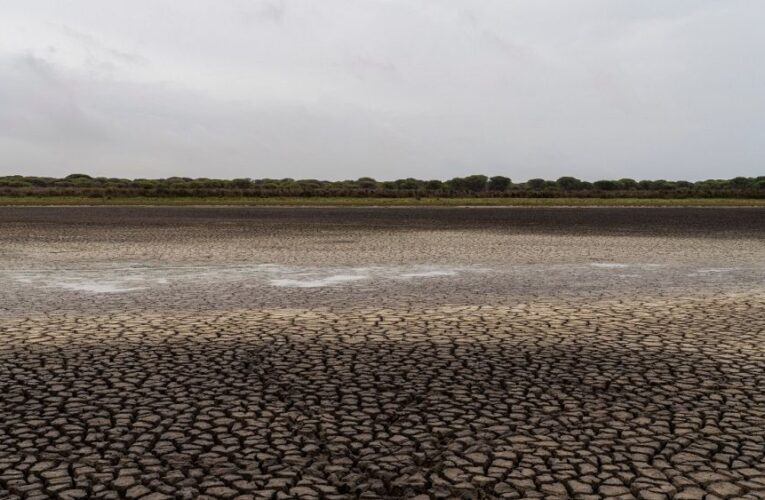 EU warns Spain over proposal to expand irrigation near Doñana wetlands