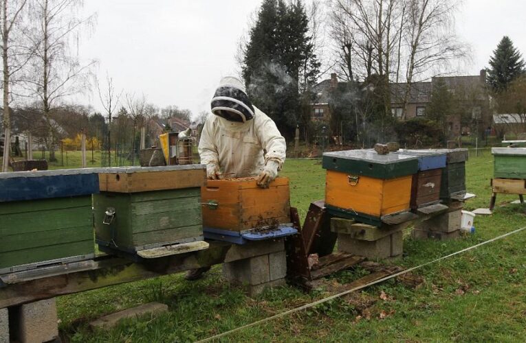 Brussels won’t change pesticides law to protect bees despite citizen petition