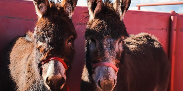 Teller County Animal Control provided an evacuation service for residents to drop their animals off.