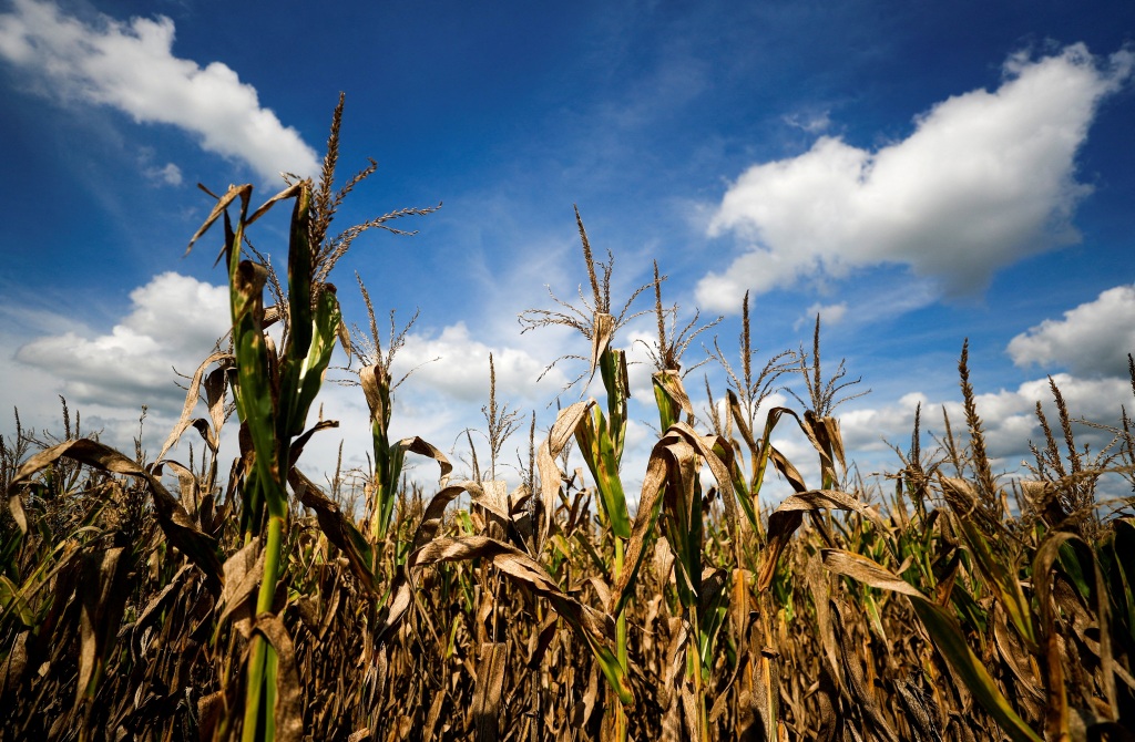 Corn plants affected by a long drought that finally ended this month by the arrival of rain is shown on a farm in the outskirts of Buenos Aires, Argentina on January 24, 2022. 
