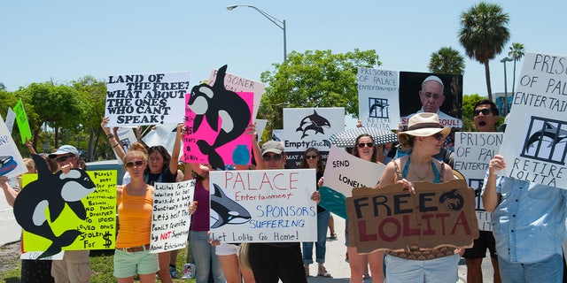 The size of Lolita's tank (which is below national standards), her lack of protection from the hot sun and her total isolation from other orcas led community members to protest Lolita's captivity.