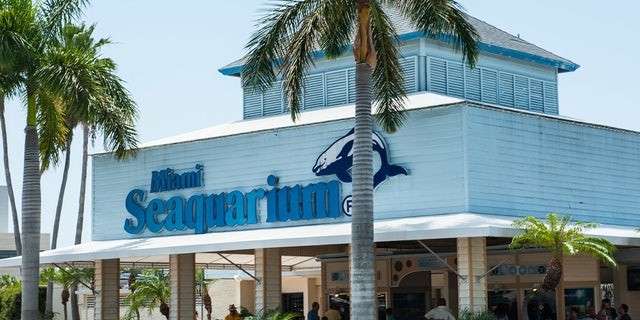 Protestors line up outside the Seaquarium in the hot afternoon sun supporting Lolita the Whale who lives at the Seaquarium.