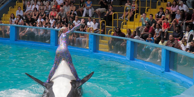 A trainer riding Lolita the killer whale at its 40th anniversary performance at Miami Seaquarium. 