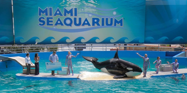 Lolita the killer whale performing its 40th anniversary performance at Miami Seaquarium. 